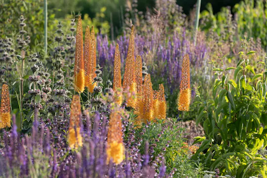 Till Hofmann on Dry Climate Perennials