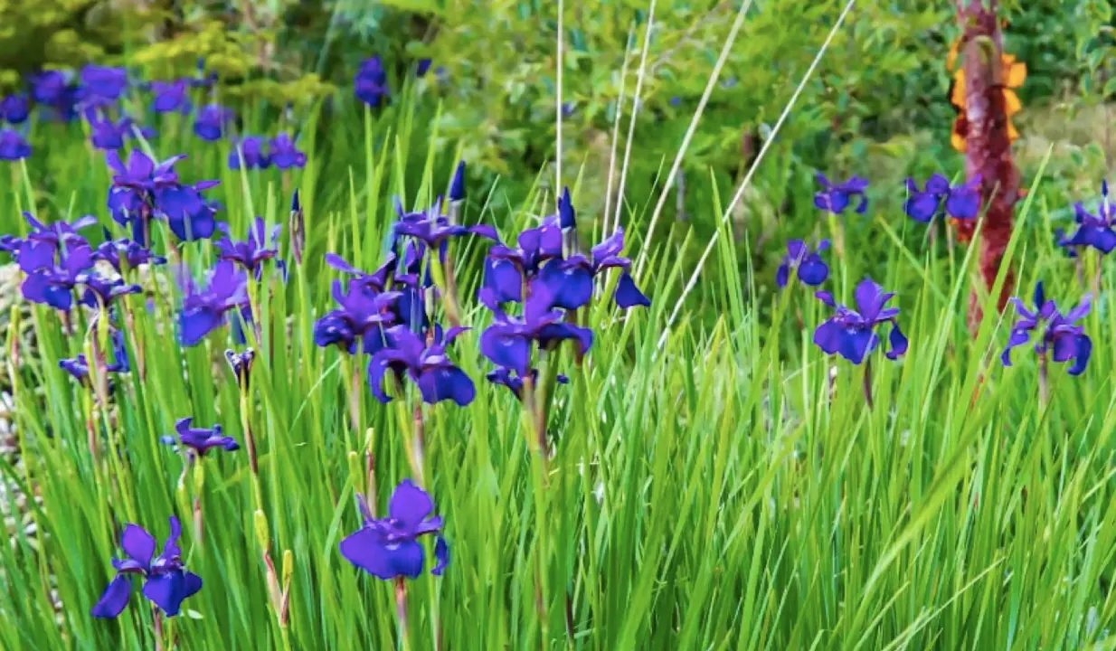 Planting in a damp woodland Tom Hoblyn