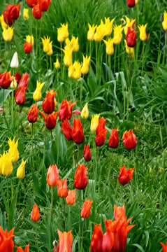 Cassian Schmidt - Tulips at Hermannshof