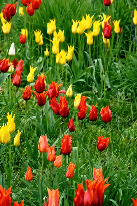 Cassian Schmidt - Tulips at Hermannshof
