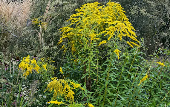 Noel Kingsbury – Weeds: What Is a Weed?
