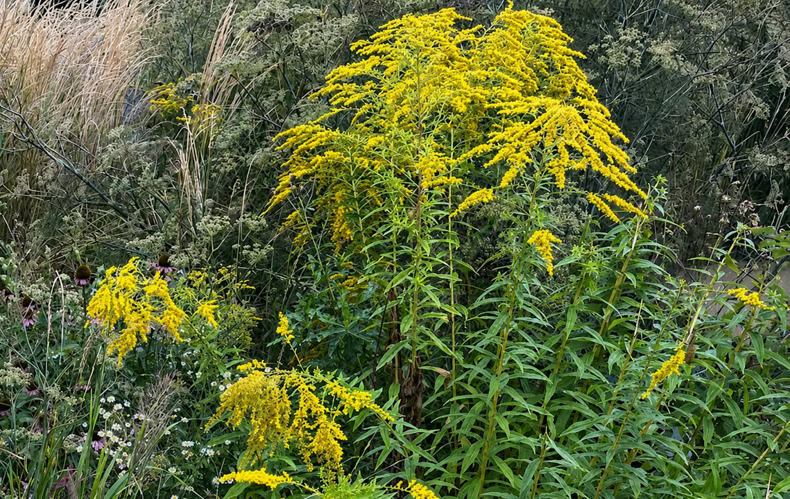 Noel Kingsbury – Weeds: What Is a Weed?