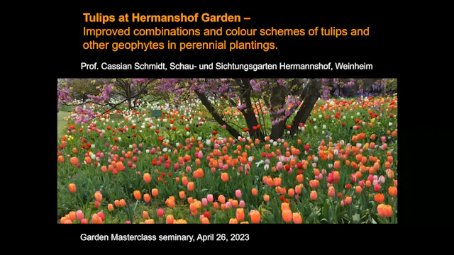Cassian Schmidt - Tulips at Hermannshof