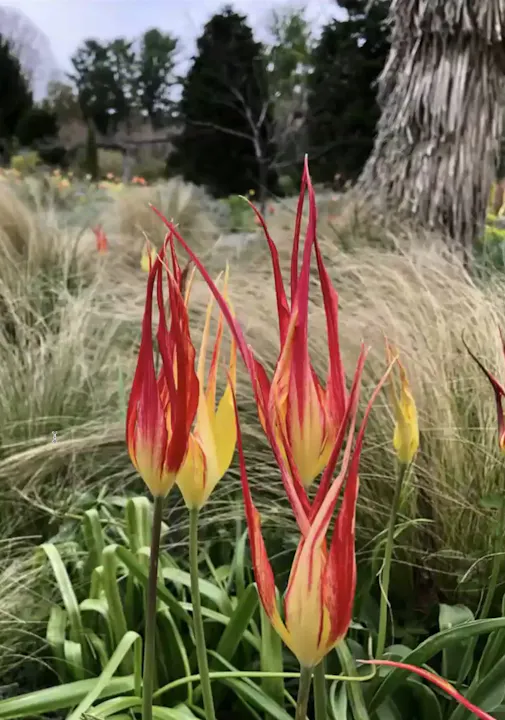 Chris Fehlhaber – Spring at Chanticleer