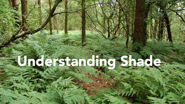 Noel -  Understanding Shade