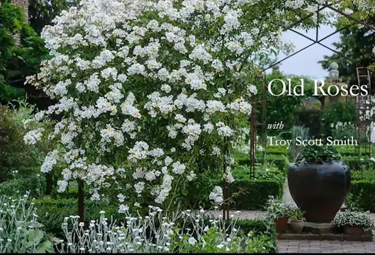 Troy Scott Smith on Old Roses