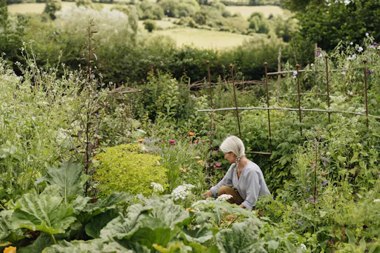 Alison Jenkins on the Ornamental Edible Garden - M