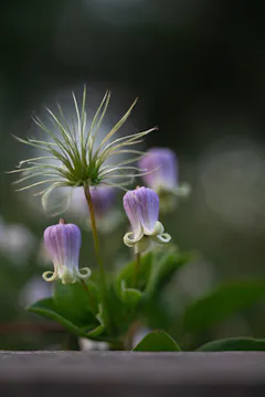 Alla Olkhovska on Clematis