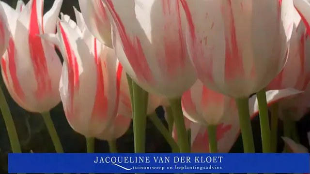 New Ways with Bulbs - Jacqueline van der Kloet