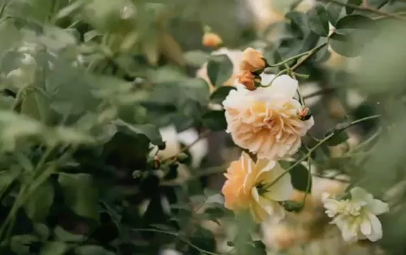 Inspirational Garden Photography with Eva Nemeth