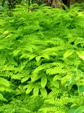 Przemek Walczak on Growing in Shade at Chanticleer