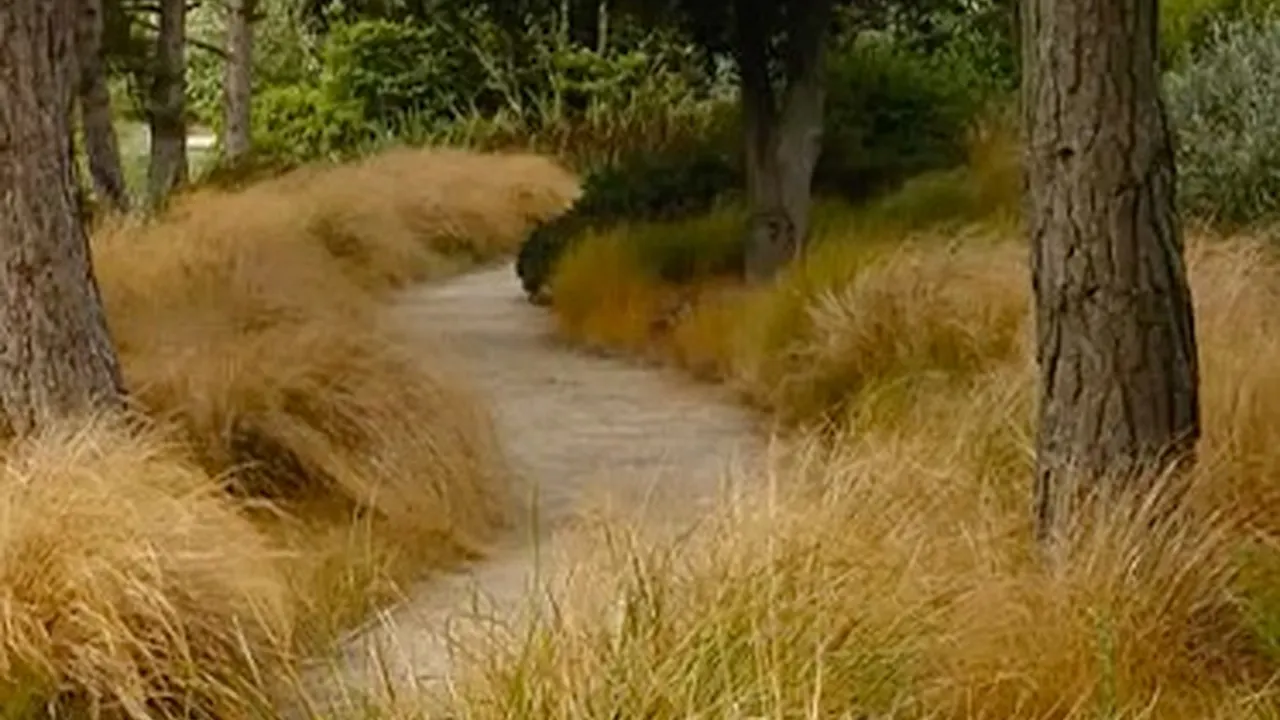 Neil Lucas - Evergreen Grasses and Sedges