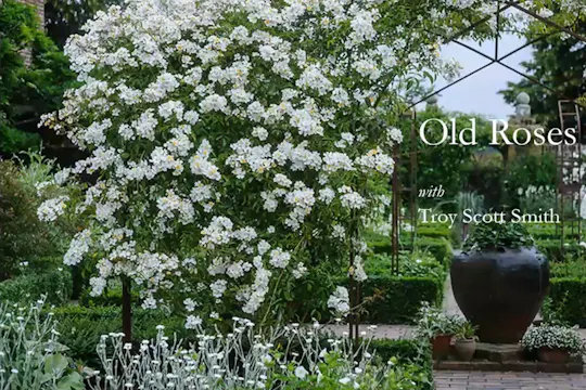 Troy Scott Smith on Old Roses