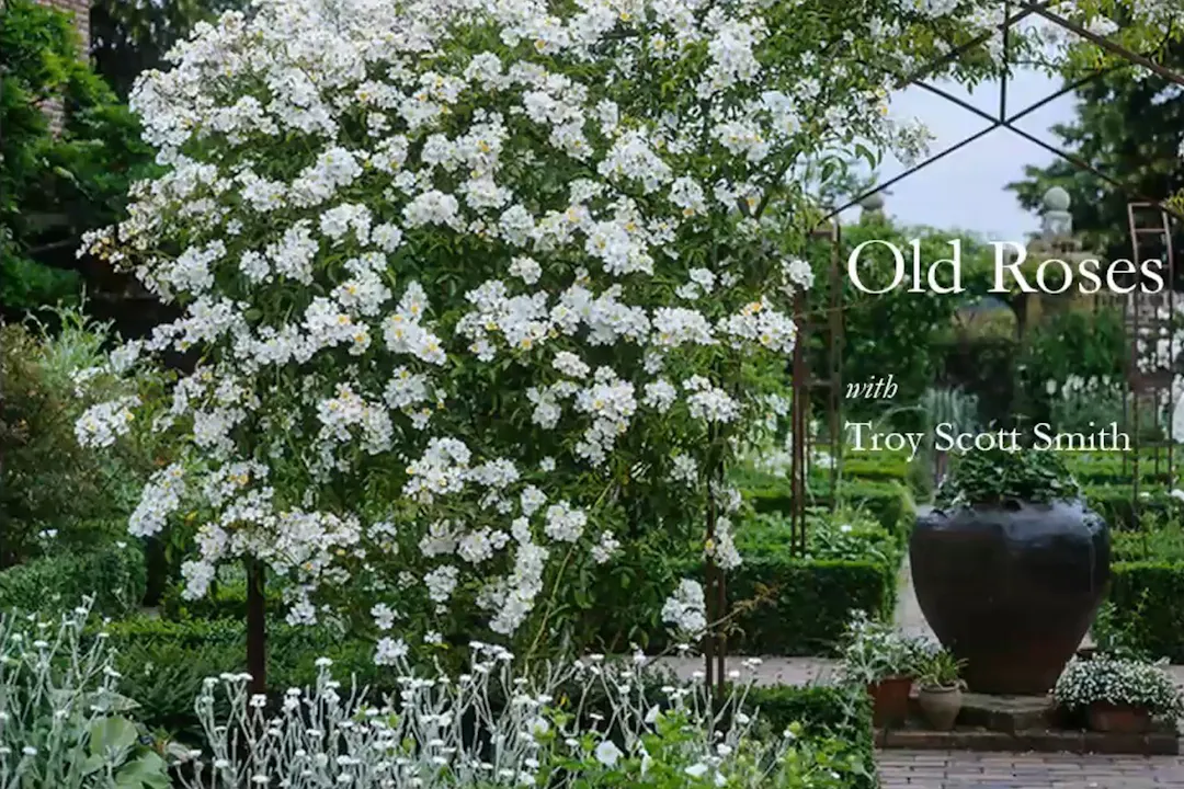 Troy Scott Smith on Old Roses