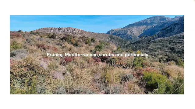 Alek Stoodley on pruning Mediterranean shrubs and perennials