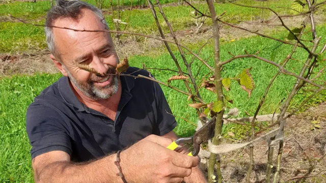 Philip Nieuwoudt on Multi-stem Trees