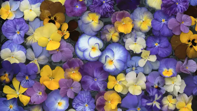 Jack Willgoss - Violas: Pansies & Stalwarts