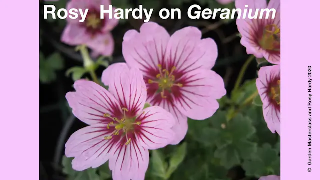 Rosy Hardy on Hardy Geraniums - M