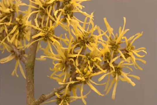 Chris Lane on Hamamelis - A Marriage made in heaven - What did Arnold promise?