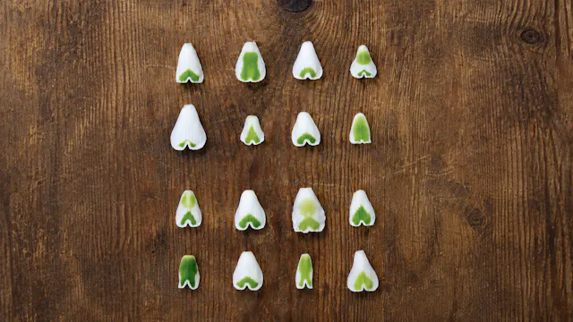 Snowdrops - White Gold