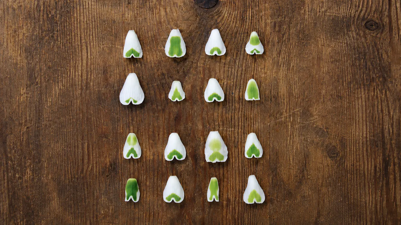 Snowdrops - White Gold