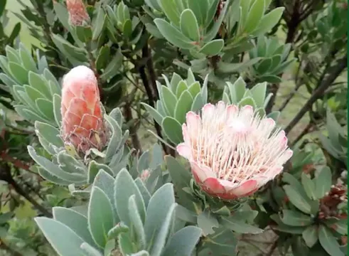 The Secret Garden at the top of the Drakensberg