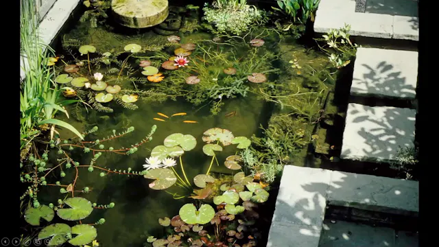 James Allison garden ponds for Biodiversity