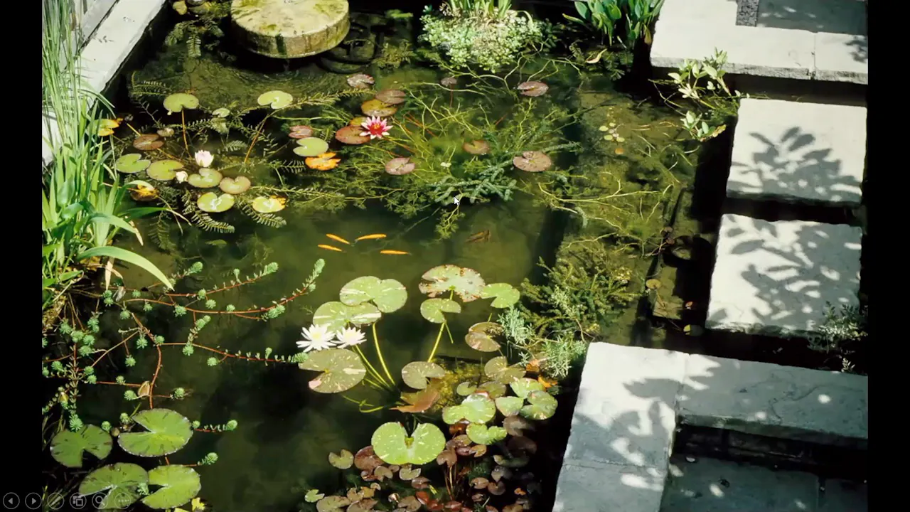 James Allison garden ponds for Biodiversity