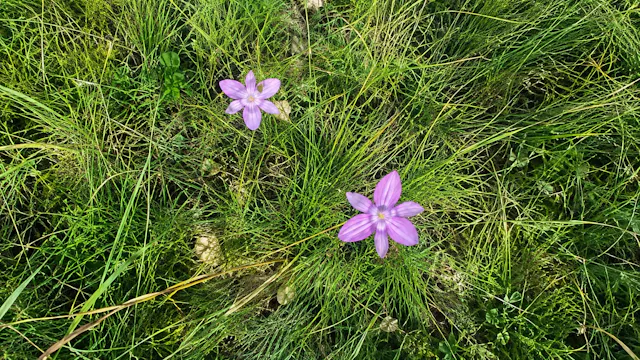 The Secret Garden at the top of the Drakensberg
