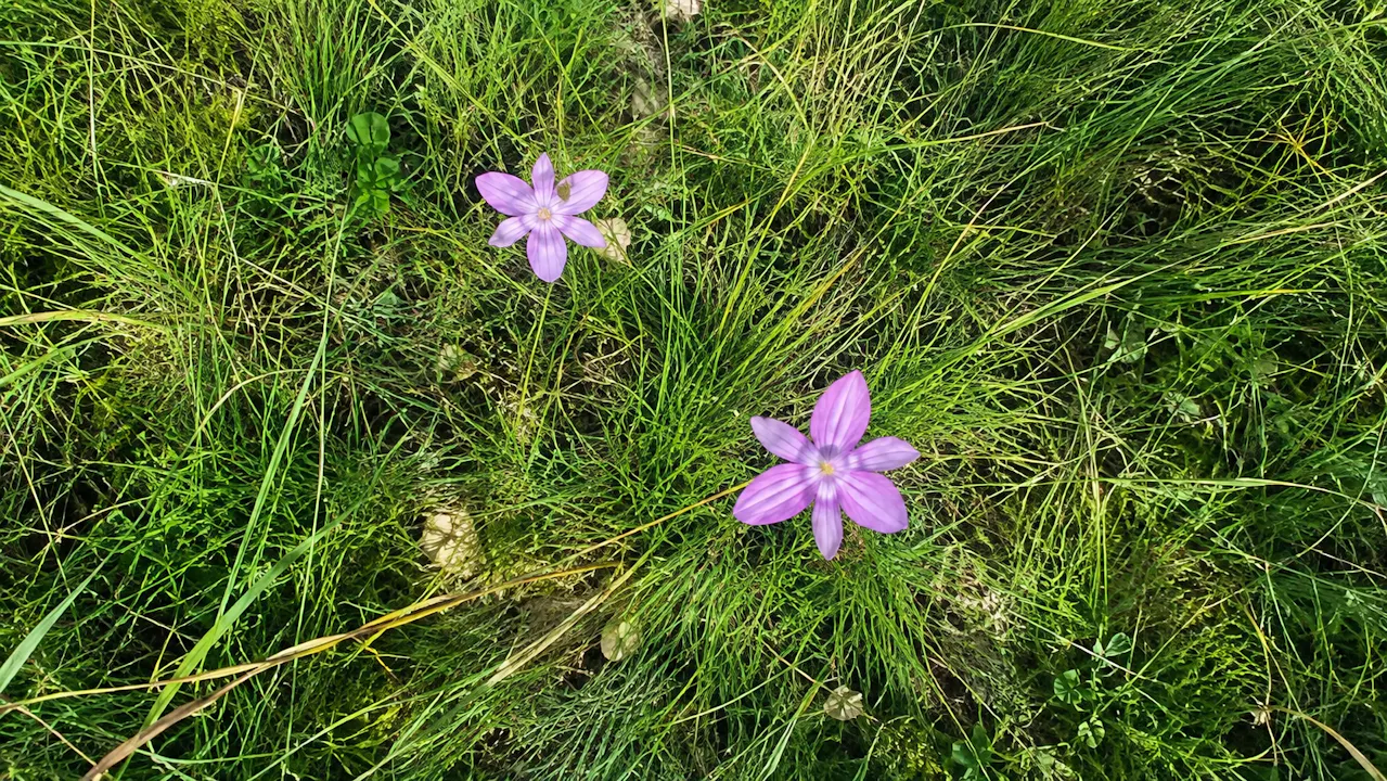 The Secret Garden at the top of the Drakensberg