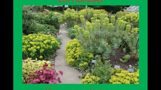 Don Whitton  on Euphorbia