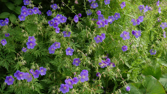 Rosy Hardy on Hardy Geraniums