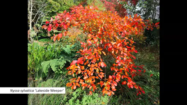 Jack Aldridge – Autumn Colour on a Small Scale