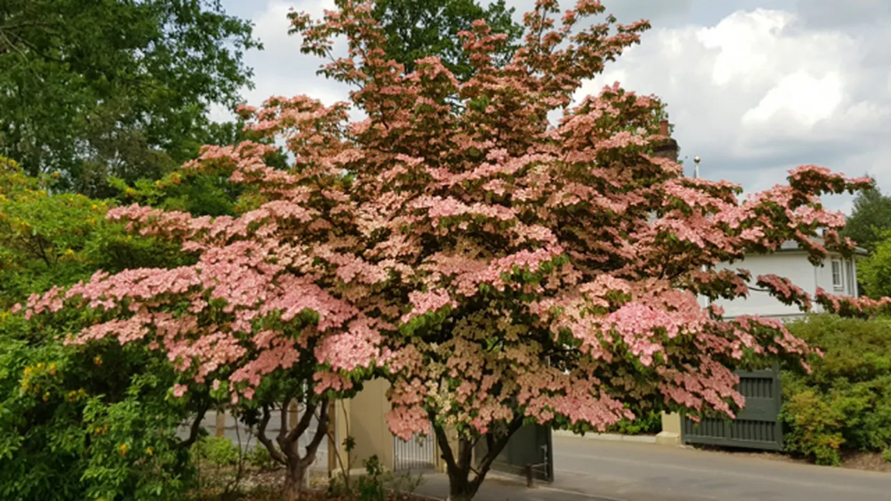 Jim Gardiner - Selecting and managing shrubs