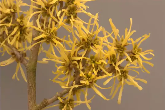 Chris Lane - Hamamelis: A Marriage Made in Heaven