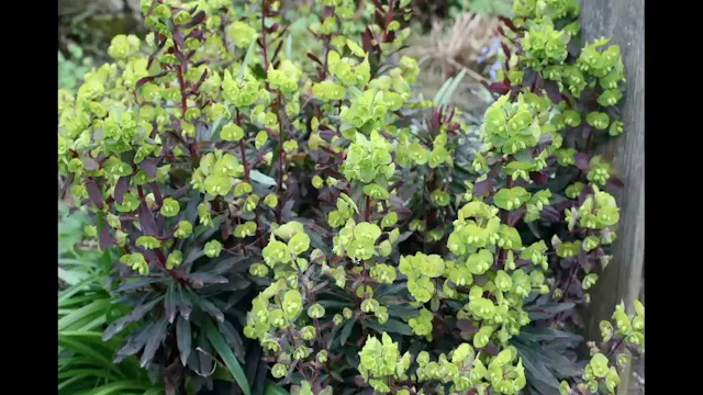 Don Whitton on Euphorbia