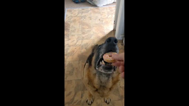 VID-20240228-WA0002.mp4