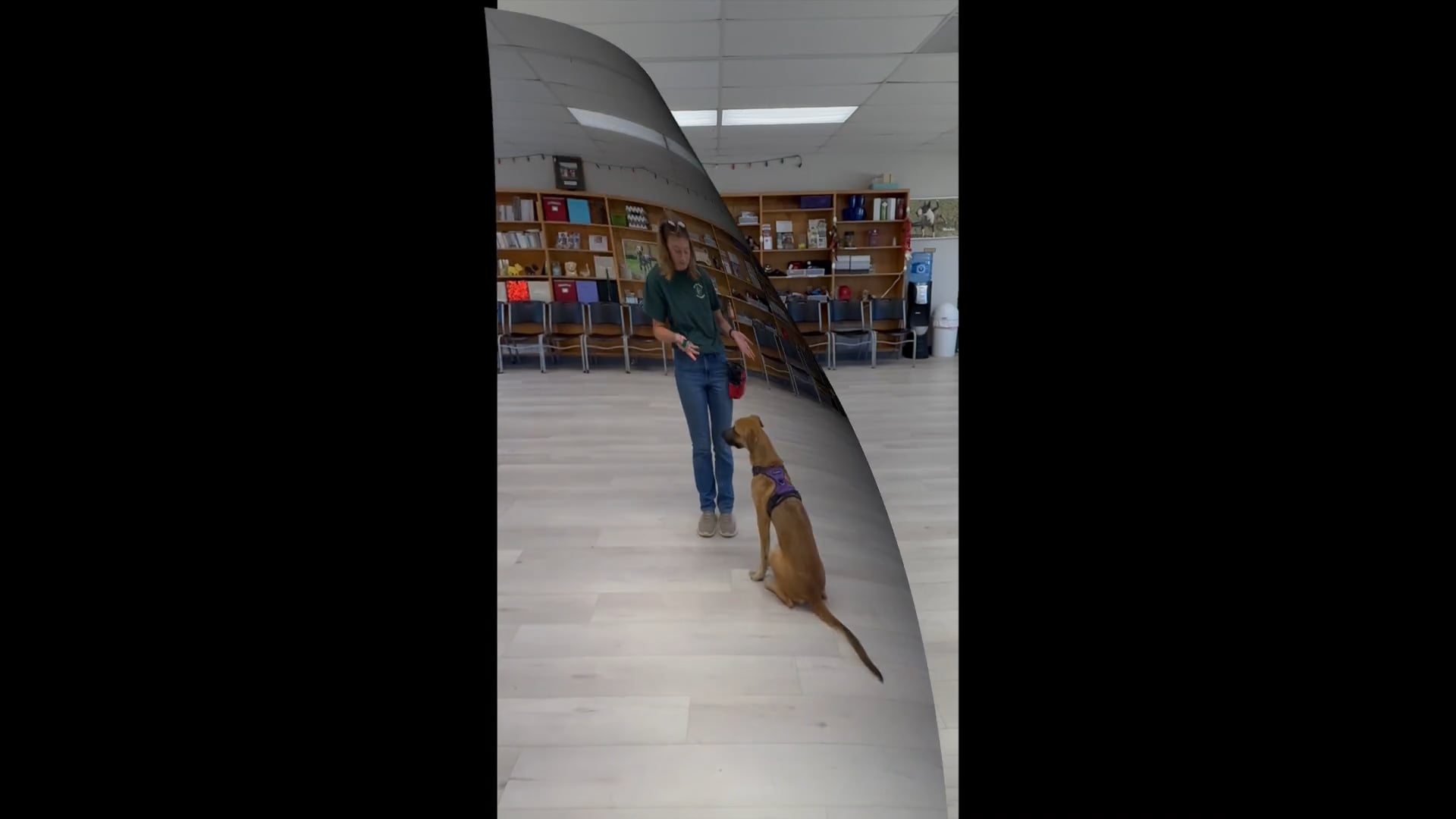 Gentle Touch Pet Training