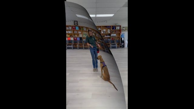 Elementary Clicker Training Week 2