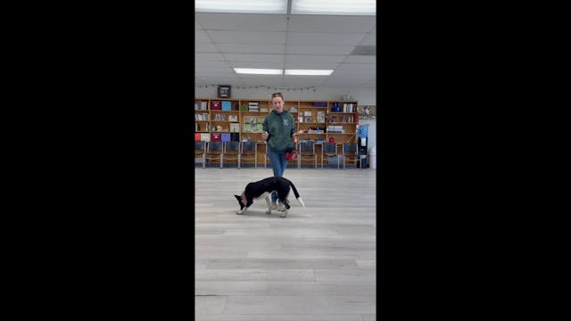 Elementary Clicker Training Week 4