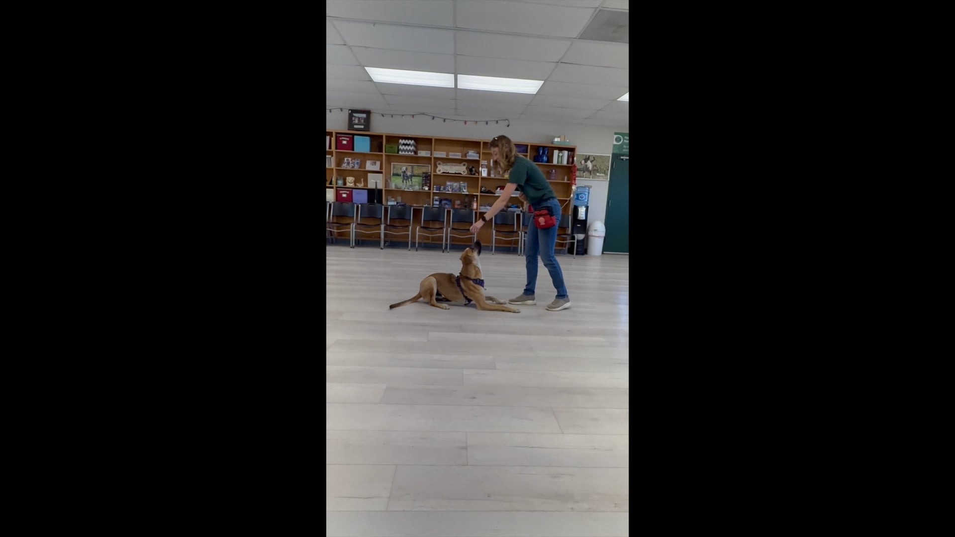 Gentle Touch Pet Training