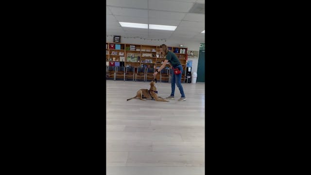 Elementary Clicker Training Week 3