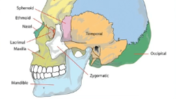 A-Z of Dental Hygiene Part 01 - Orofacial Anatomy