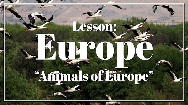 Europe - Lesson 1: "Animals of Europe"