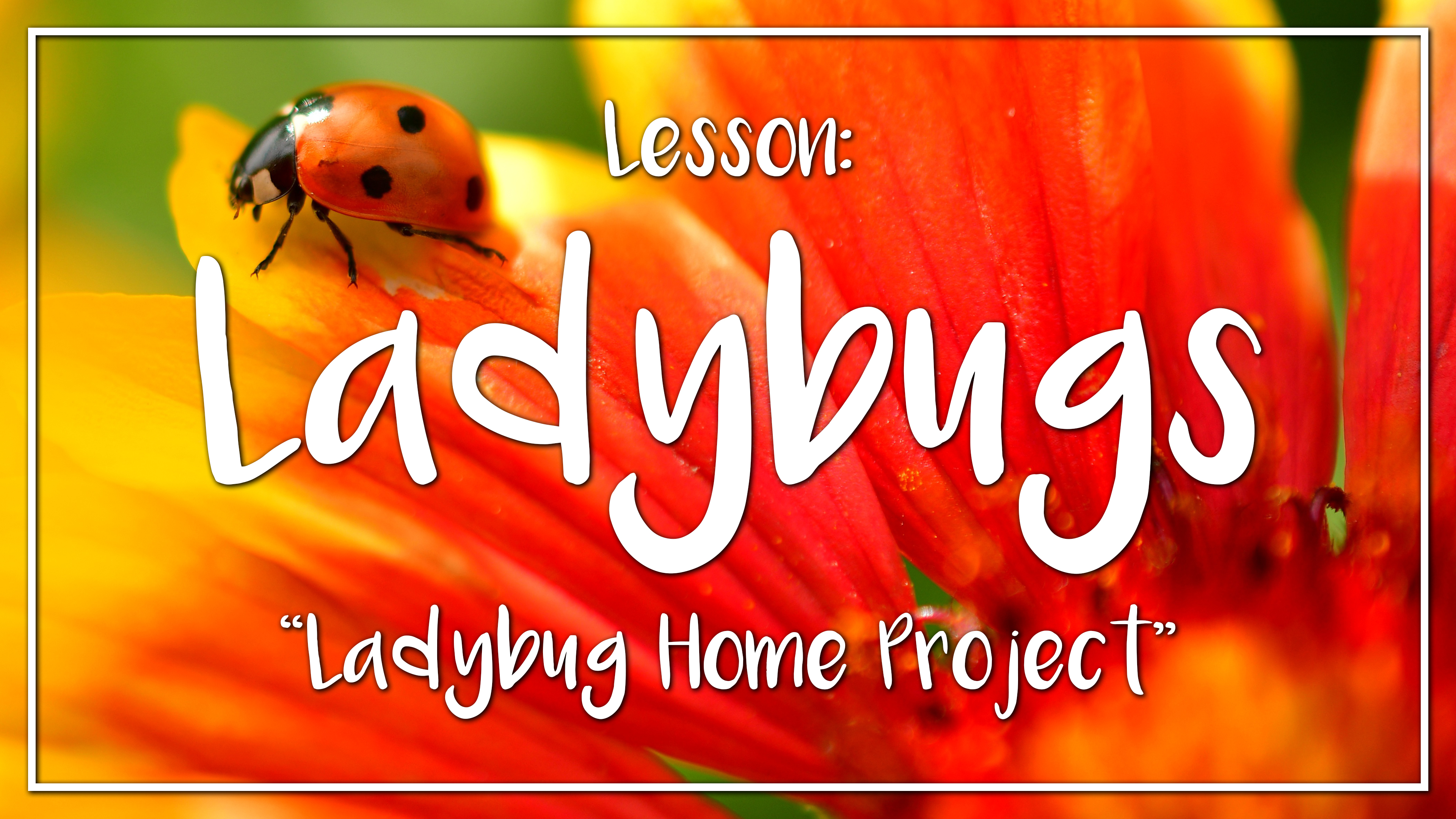 Ladybugs - Lesson 2: "Ladybug Home Project"