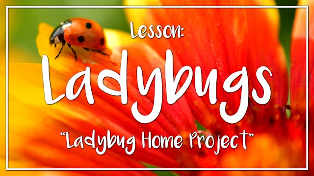 Ladybugs - Lesson 2: "Ladybug Home Project"