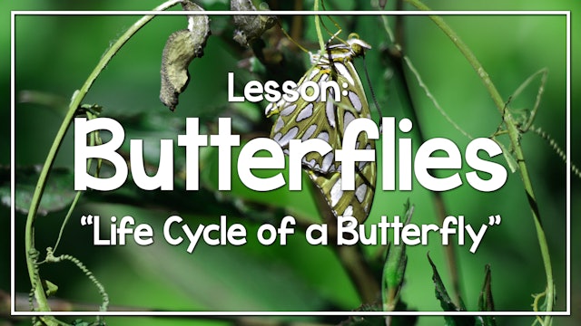 Butterflies - Lesson 1: "Life Cycle of a Butterfly"
