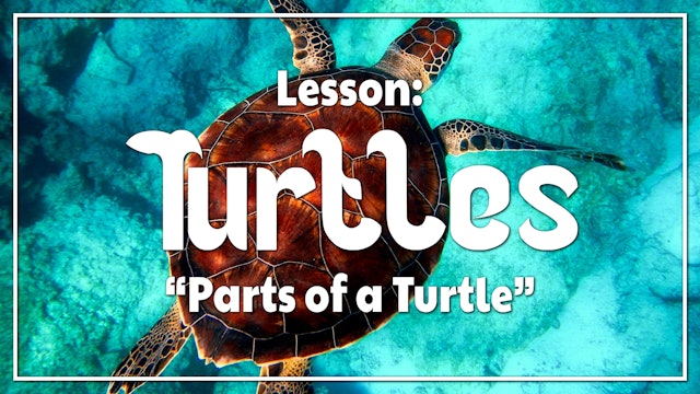 Turtles - Lesson 2: "Parts of a Turtle"