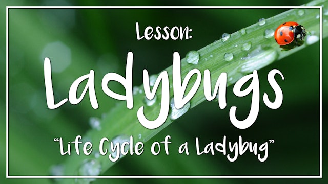 Ladybugs - Lesson 1: "Life Cycle of a Ladybug"
