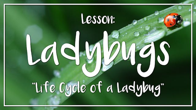 Ladybugs - Lesson 1: "Life Cycle of a...